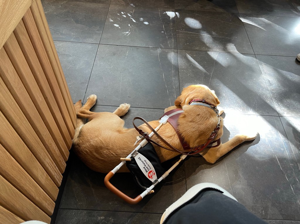 Guide Dog Sienna in her harness laying in the sun.