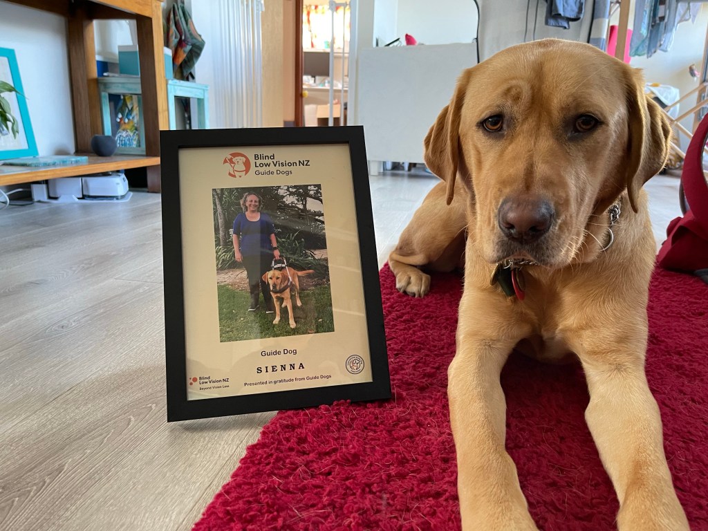 Sienna a Golden Labrador cross sitting next to our geaduation photo. 