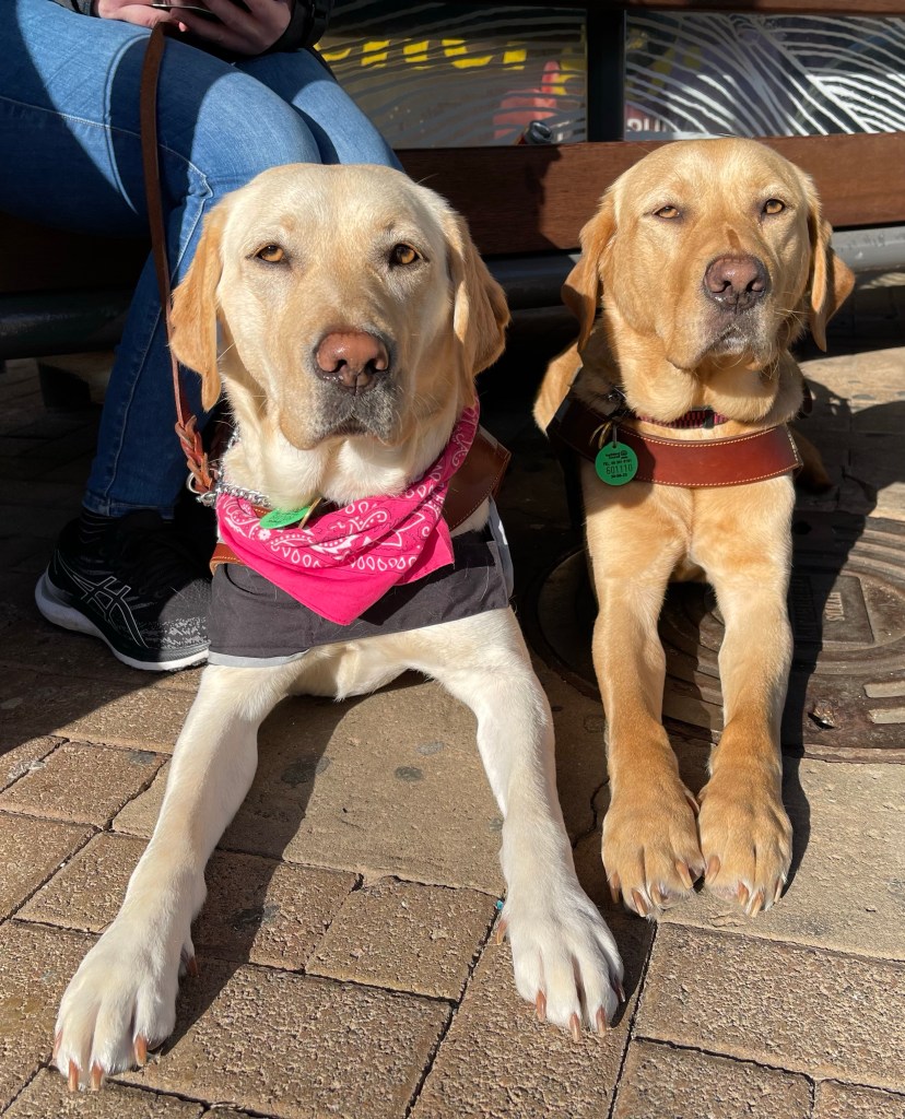 Sasha left a golden labrador guide dog with Sienna right a dark golden labrador waiting at the bus stop together.  Both in harness in down position.