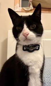 Sylvester an aging black and white cat who sat on my chest.