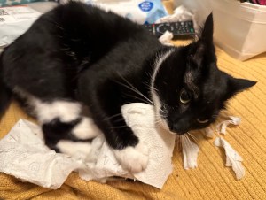 Annie a black and white cat who was busy shredding the roll of toilet paper on my bed at 0430.