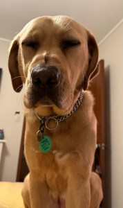 Guide Dog Sienna a golden lab retriever trying to wake me up at 0430.  By sitting over me and looking down.