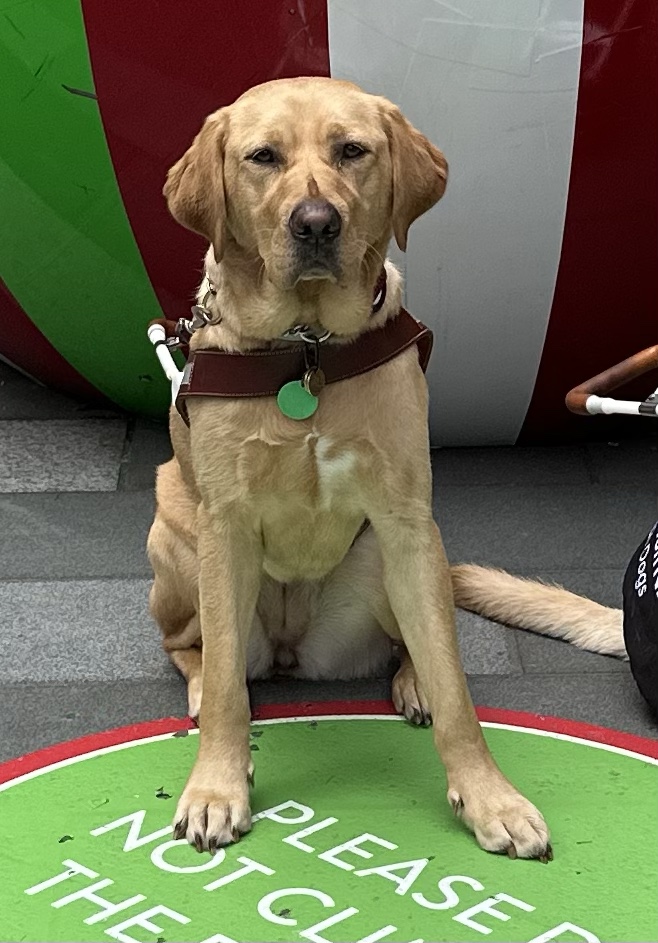 Photo of a golden Labrador in harness in the sit position. 